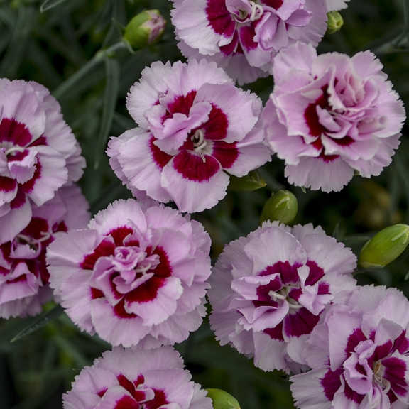 Dianthus 'Kiss and Tell' 